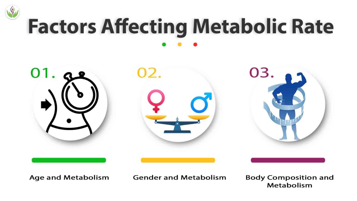 Factors Affecting Metabolic Rate