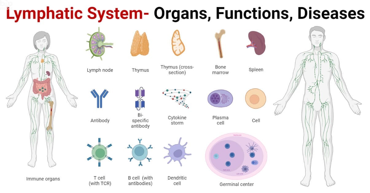 Lymphatic System