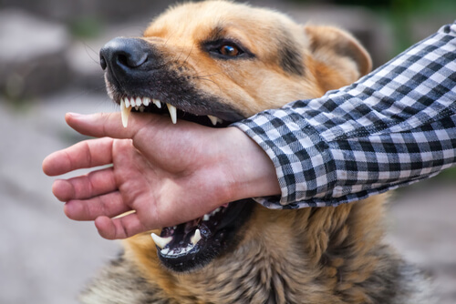 Why Are Dog Attacks More Frequent in the Summer? | The Terry Law Firm