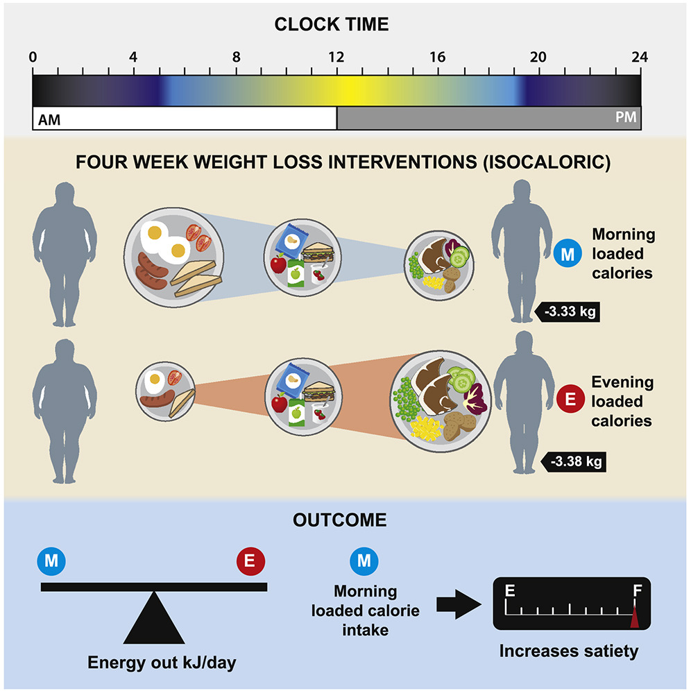 Timing of daily calorie loading affects appetite and hunger responses  without changes in energy metabolism in healthy subjects with obesity: Cell  Metabolism